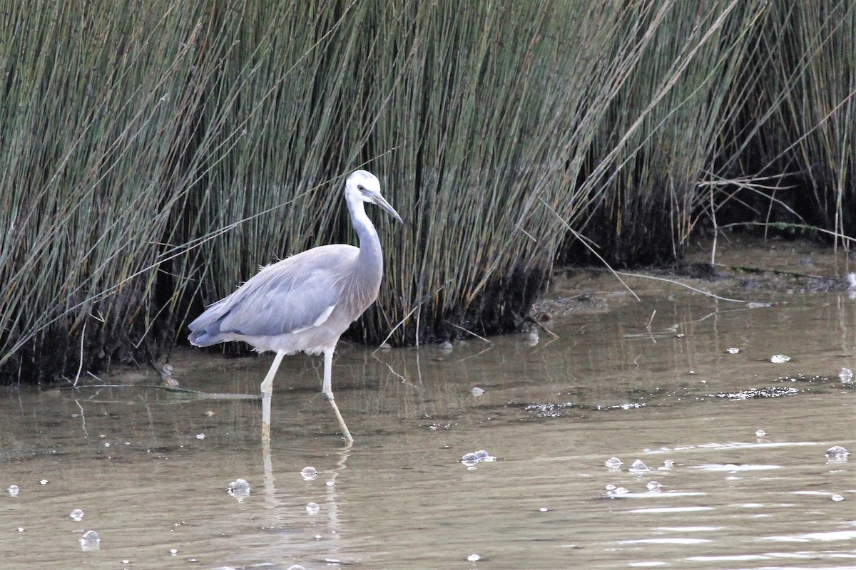 White-faced Heron - ML339778471