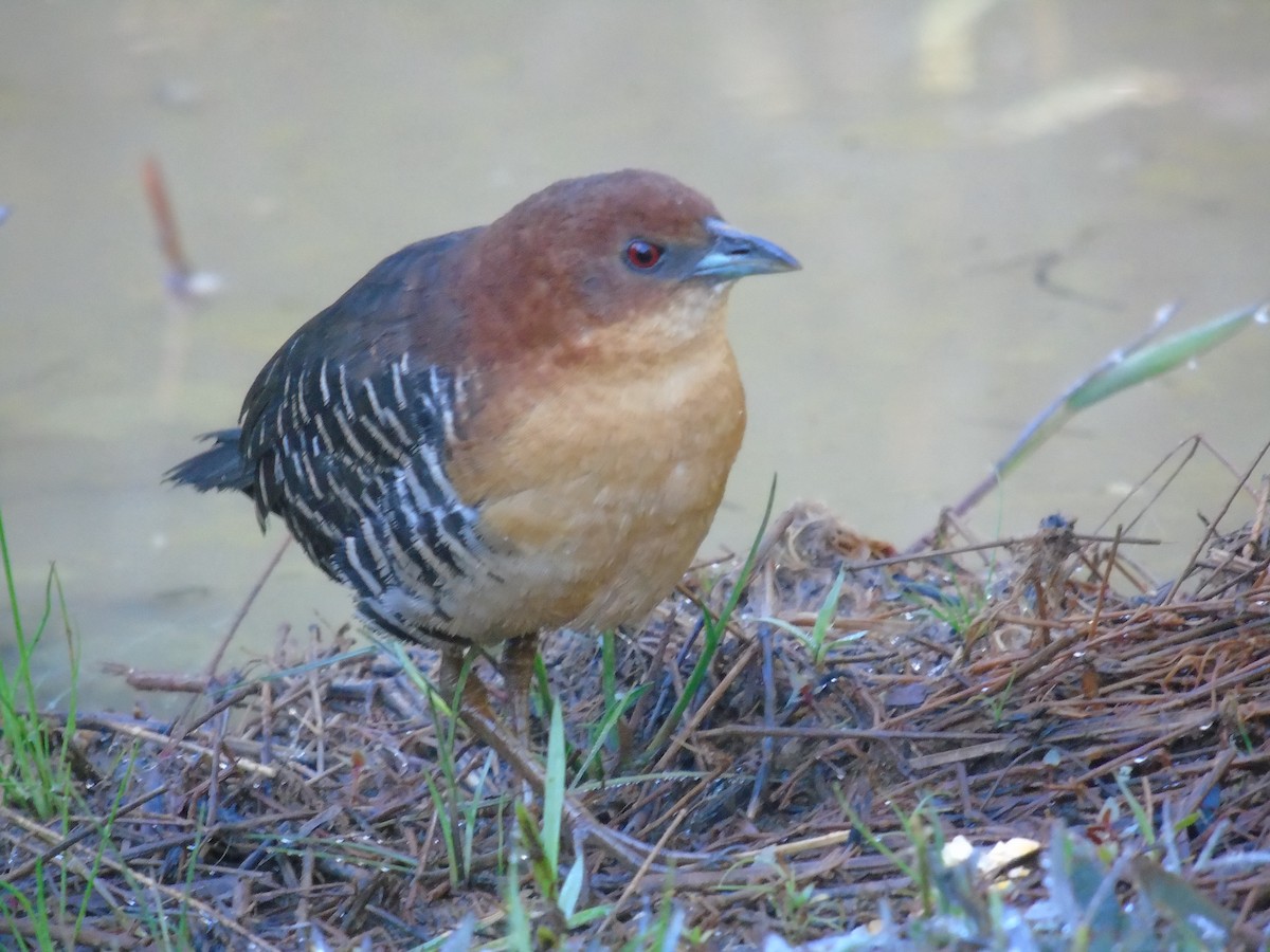 Rufous-faced Crake - ML339778561