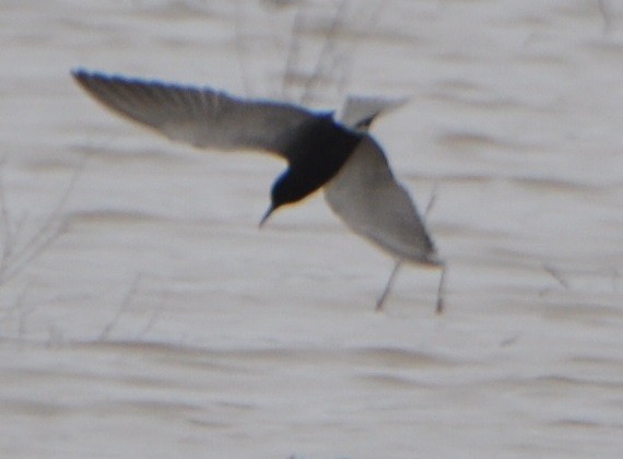 Black Tern - ML339778611