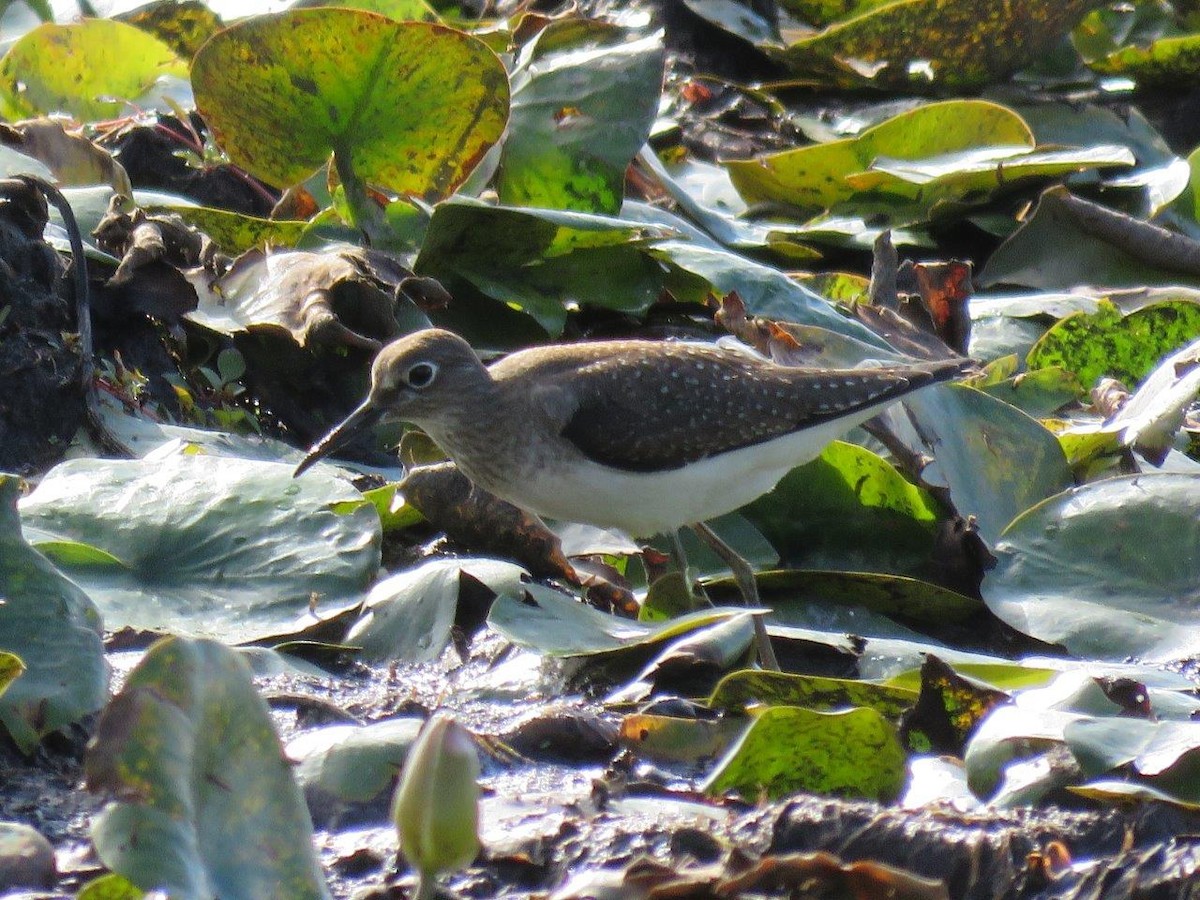 Solitary Sandpiper - Michael DeWispelaere