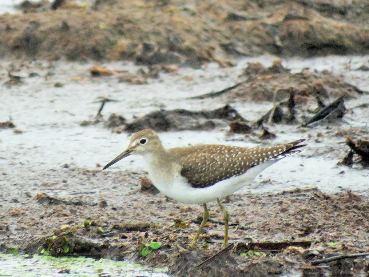 Solitary Sandpiper - ML33978441