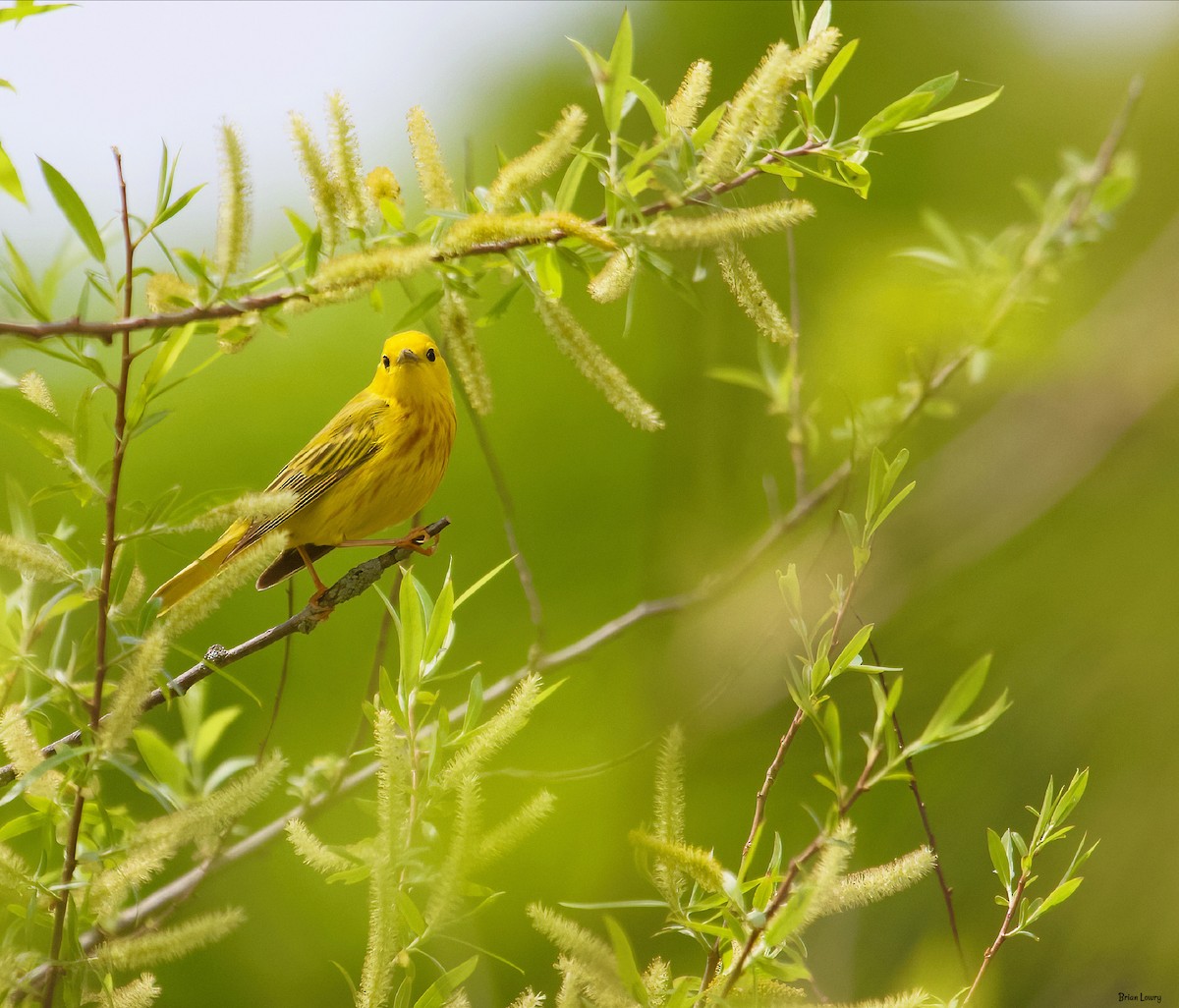 Yellow Warbler - ML339784931