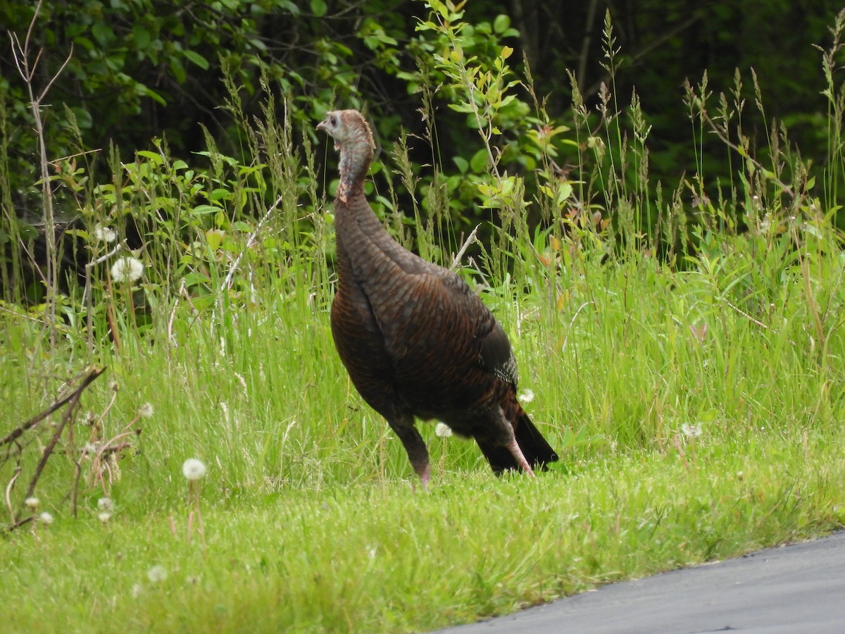 Wild Turkey - ML339785931