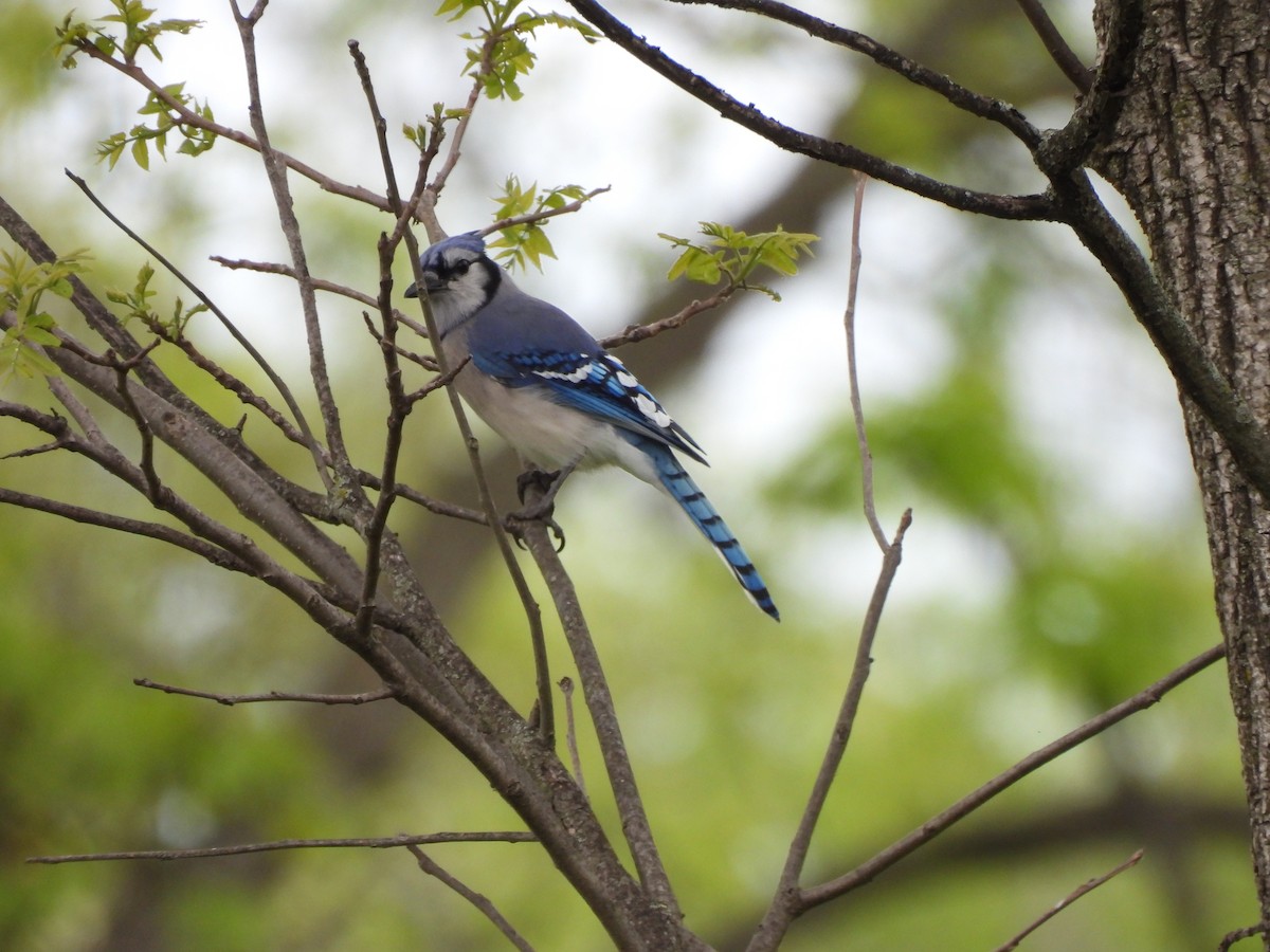 Blue Jay - Lisa Gaylord