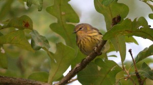 Cape May Warbler - ML33978861