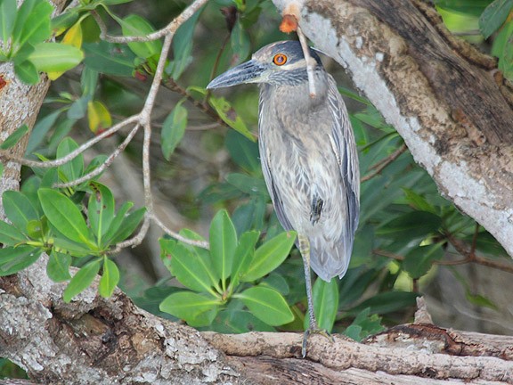 Yellow-crowned Night Heron - ML33979001