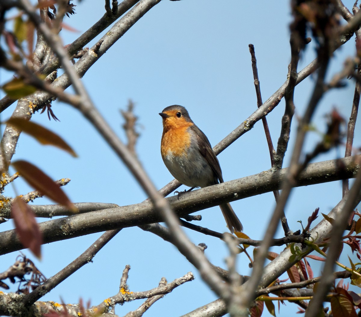 European Robin - ML339791901