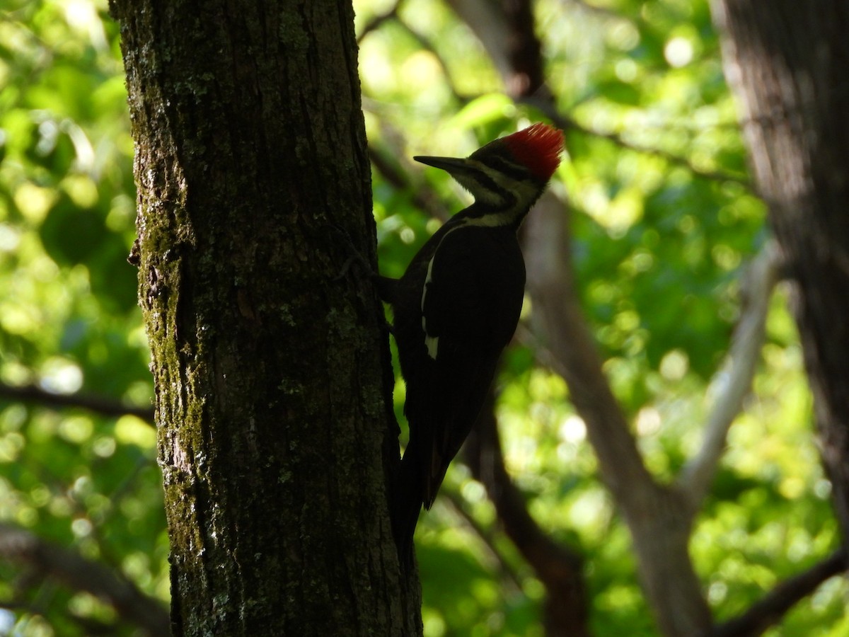 Pileated Woodpecker - Drew Johnson