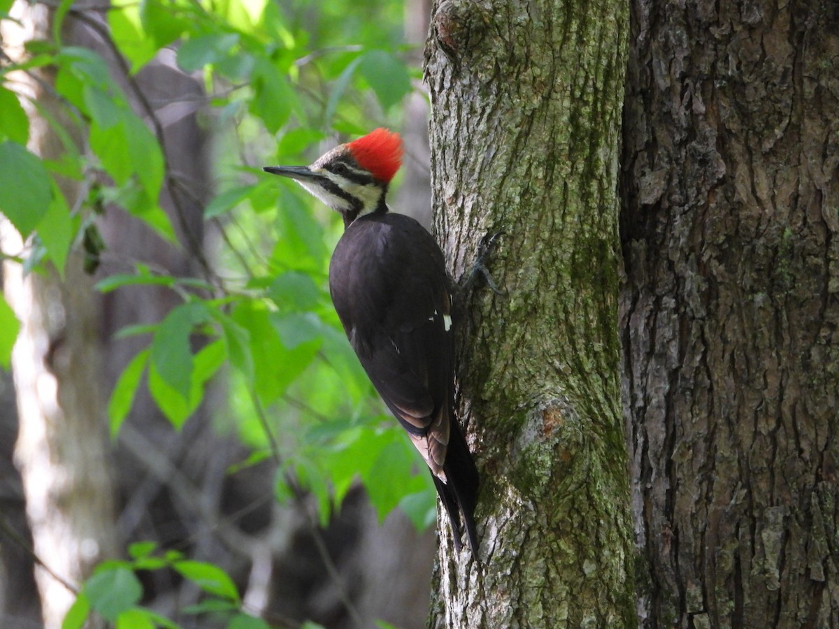 Pileated Woodpecker - ML339792291
