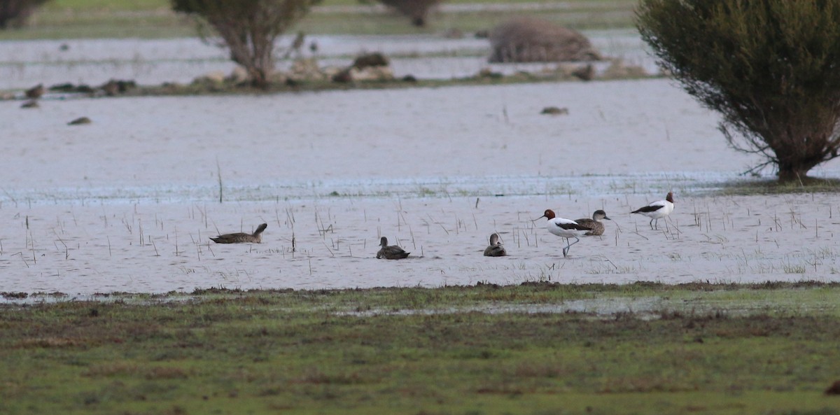 Avocette d'Australie - ML33979371