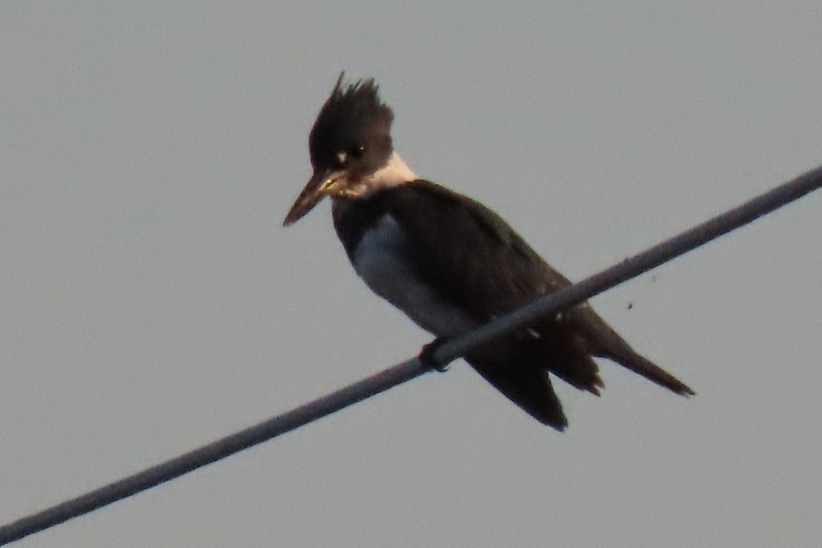 Belted Kingfisher - ML339794221