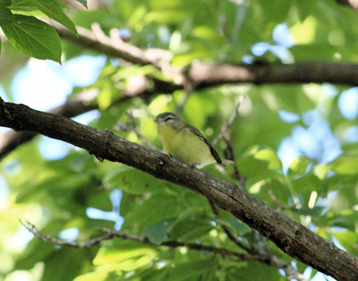 Philadelphia Vireo - John  Cameron