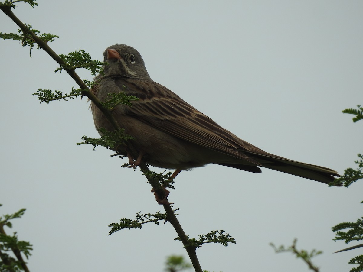 Gray-necked Bunting - ML339796181