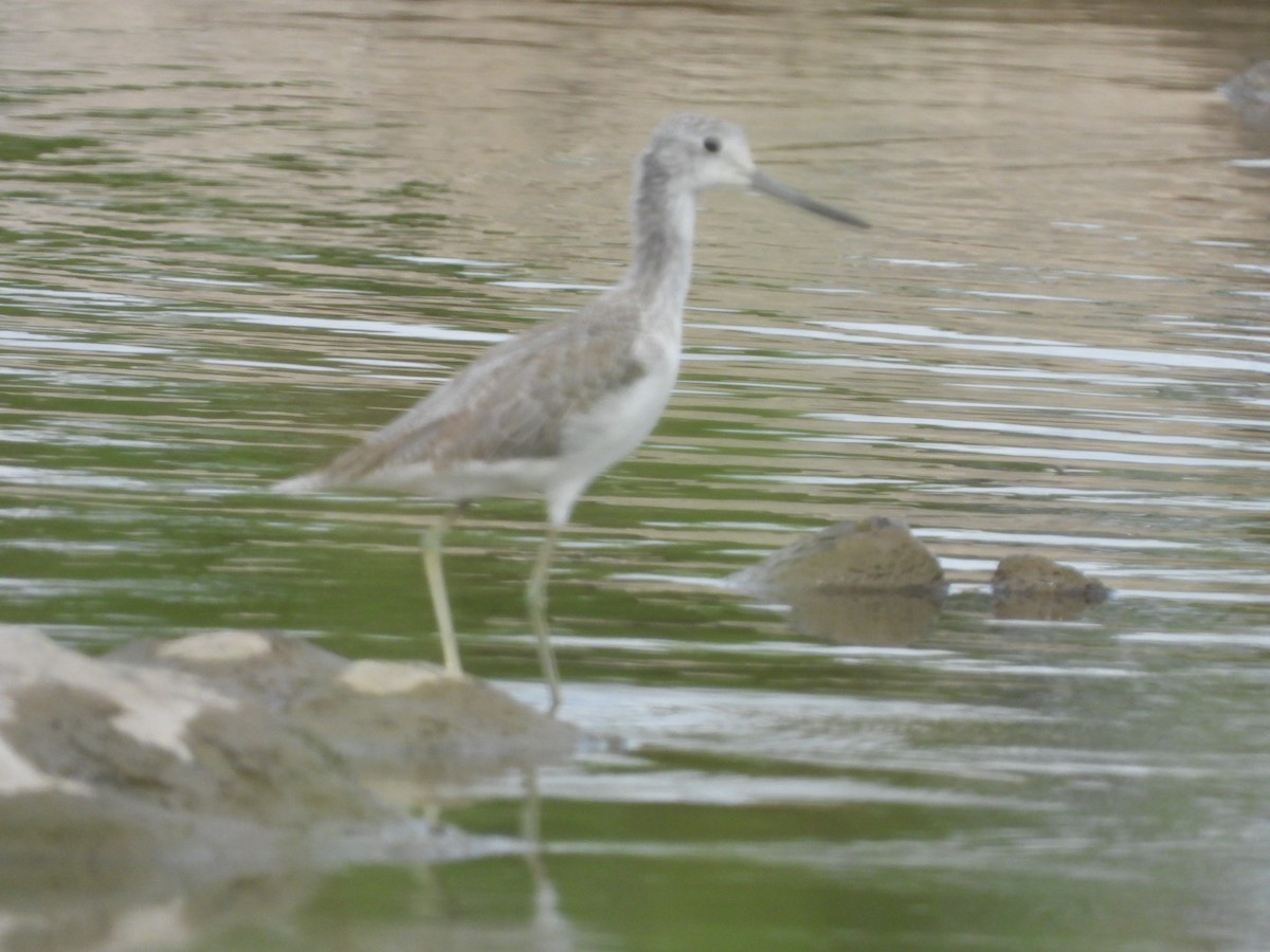 Common Greenshank - ML339796831