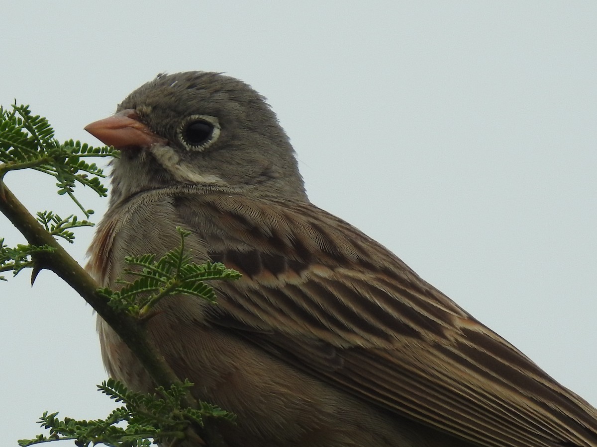 Gray-necked Bunting - Selvaganesh K