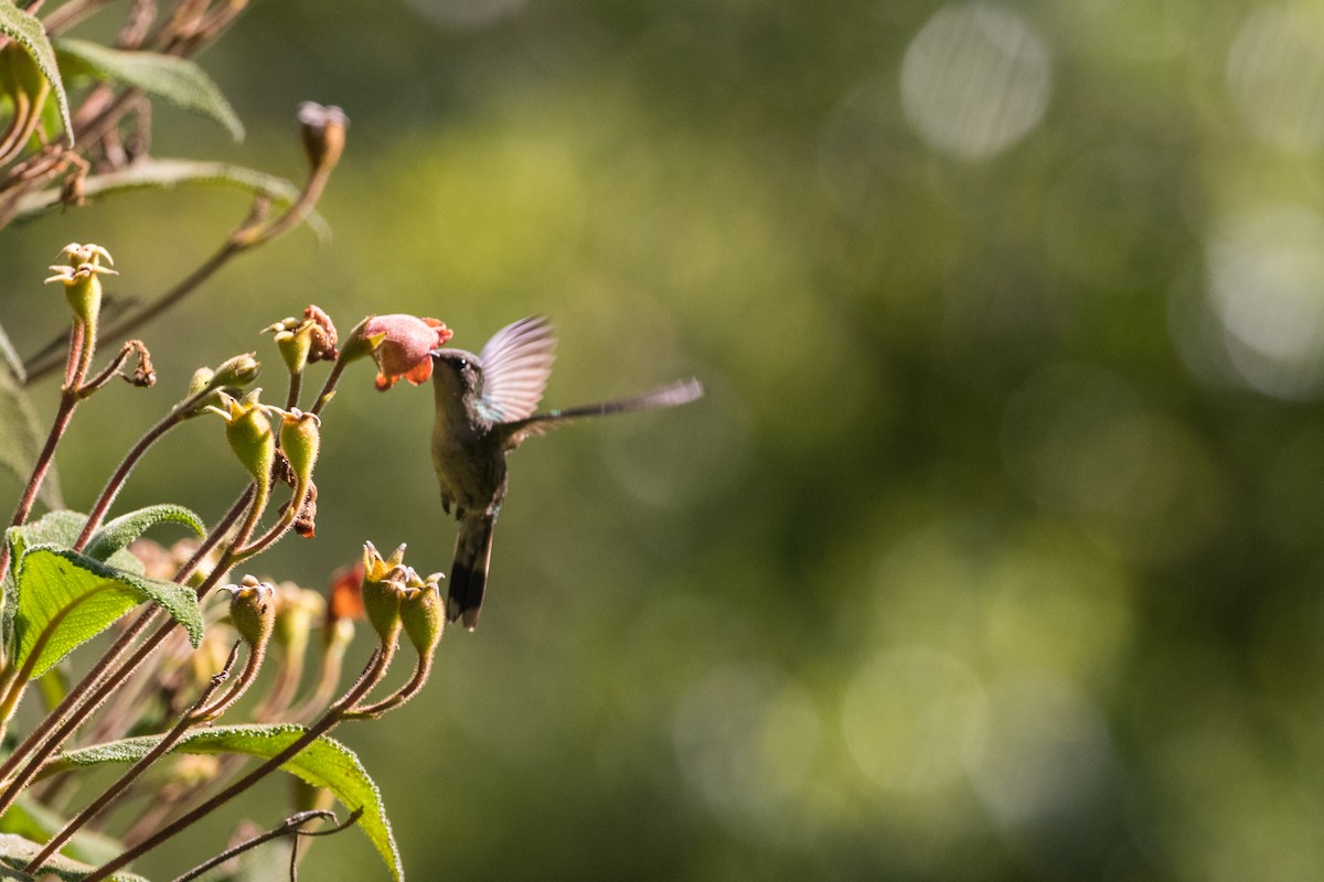 kolibřík haitský - ML339797951