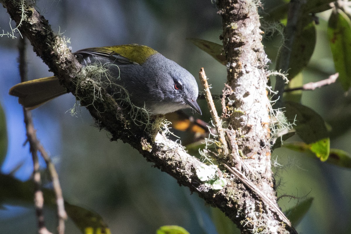 Green-tailed Warbler - ML339798171