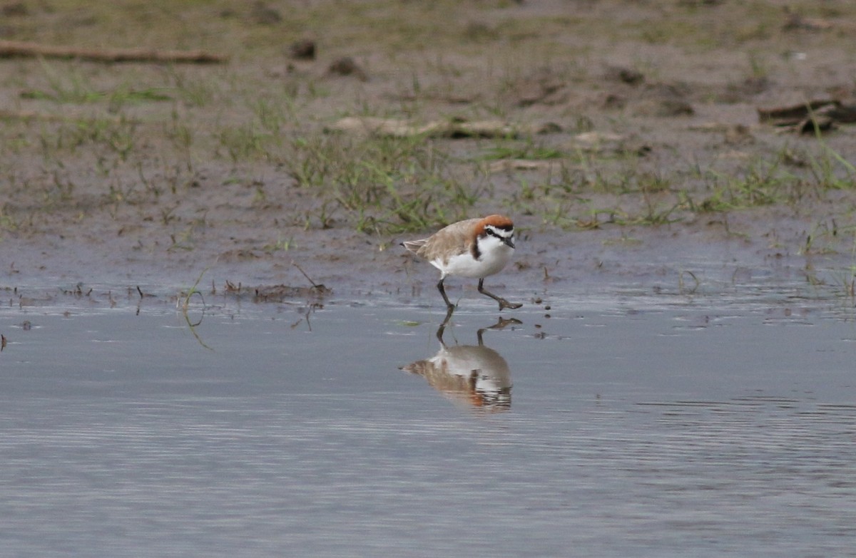 Red-capped Plover - Oliver Burton