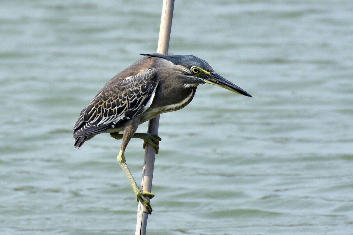 Striated Heron - ML339799701