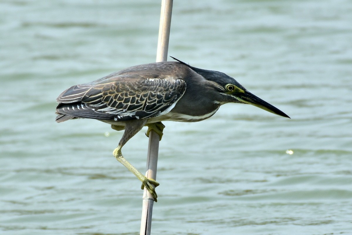 Striated Heron - ML339799711