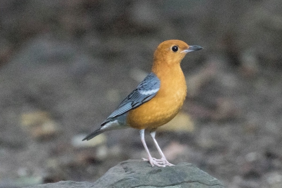 Orange-headed Thrush - ML33979991