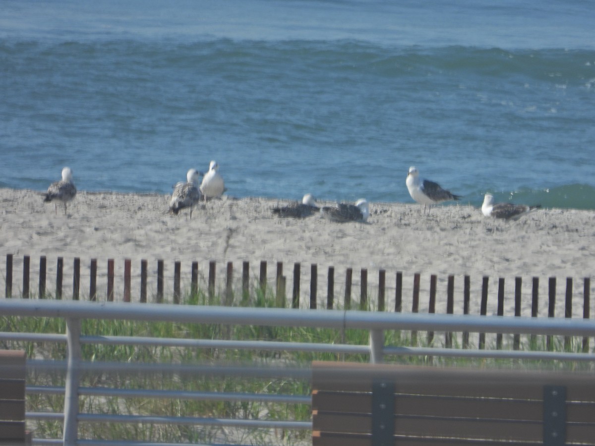 Great Black-backed Gull - ML339799971