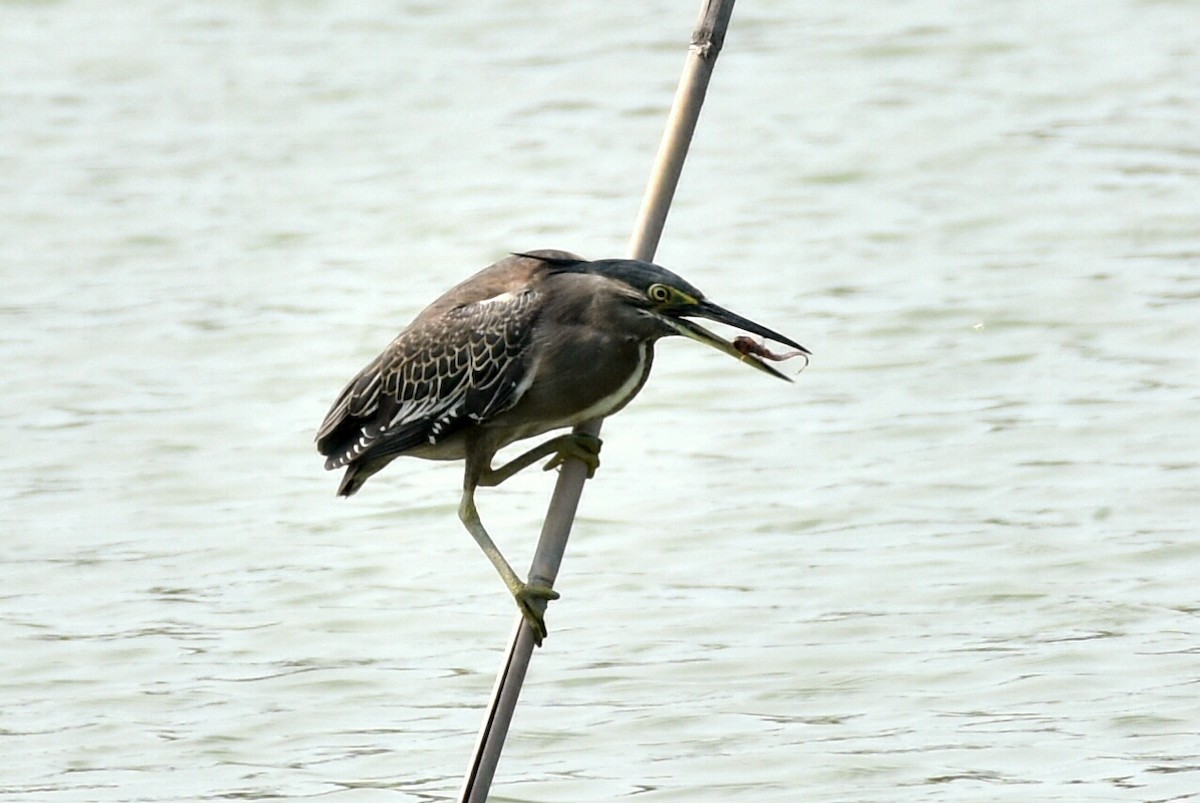 Striated Heron - ML339800441