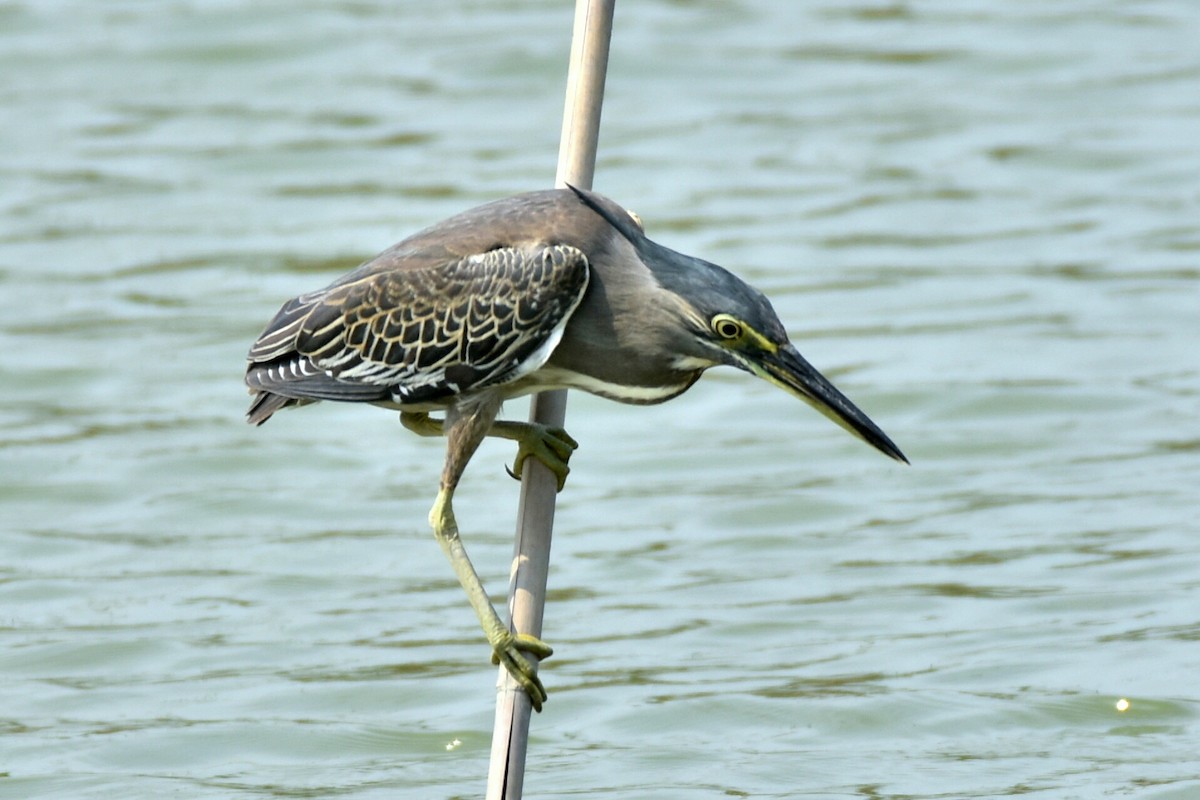 Striated Heron - ML339800461