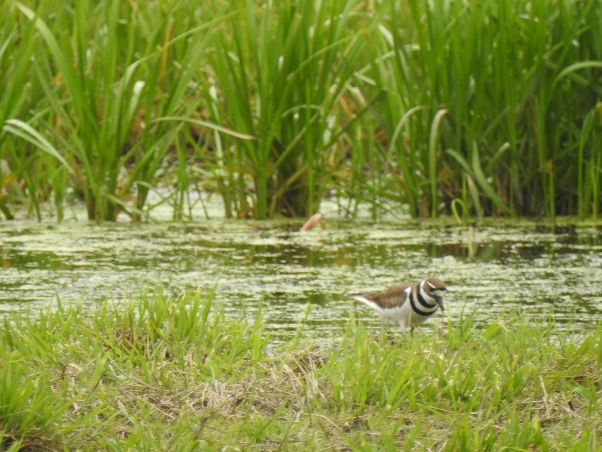 Killdeer - ML339800621