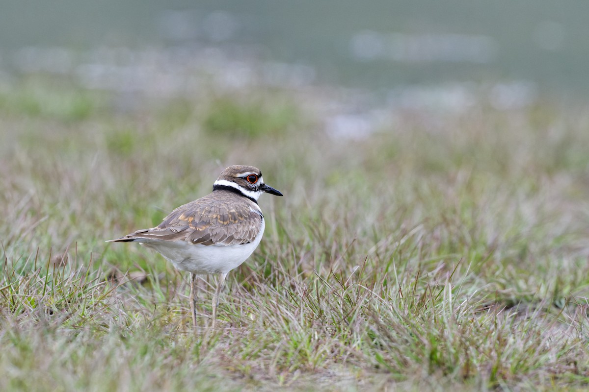 Killdeer - ML339800781