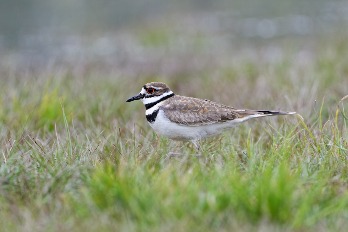 Killdeer - ML339800791