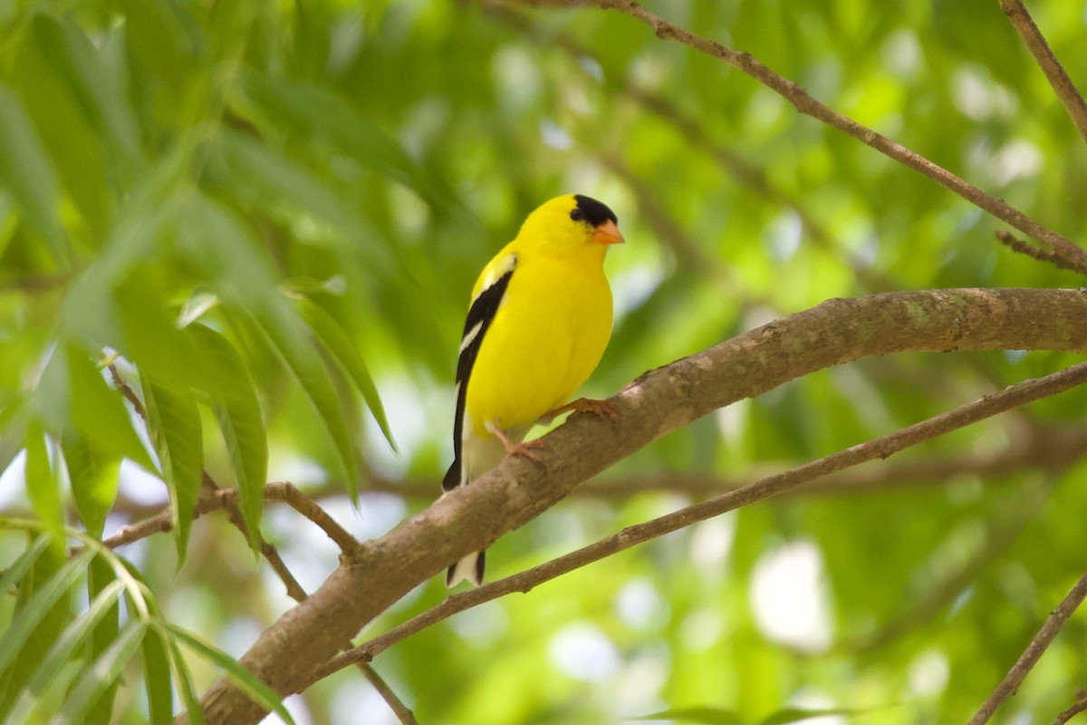 American Goldfinch - ML339802441