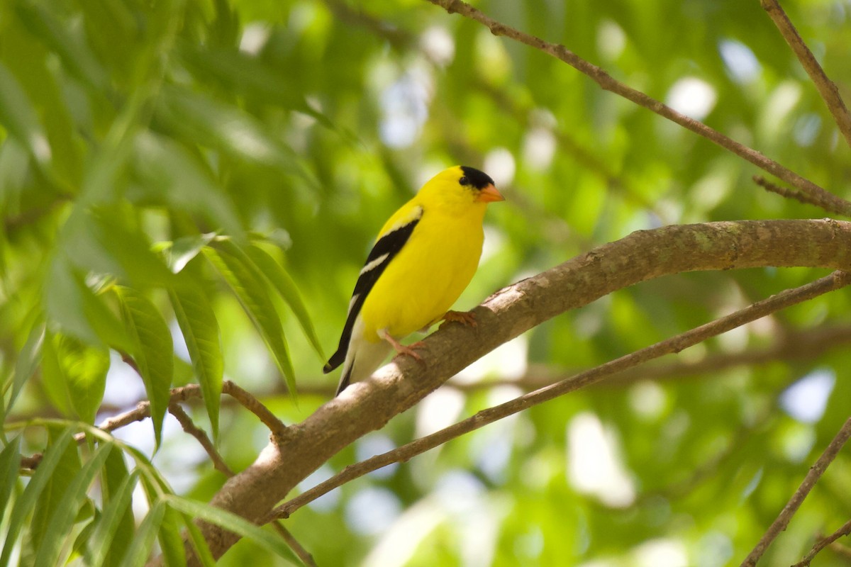 American Goldfinch - ML339802451