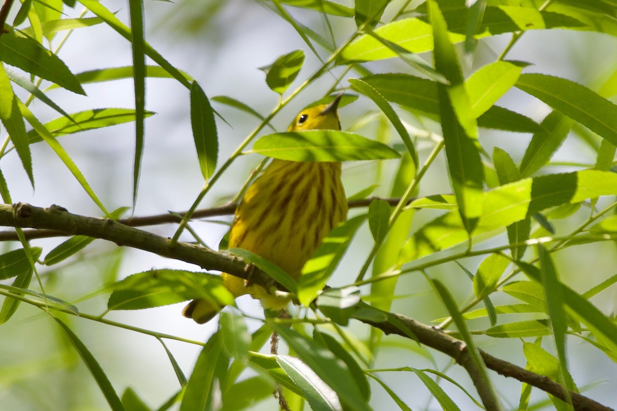 Yellow Warbler (Northern) - ML339802731