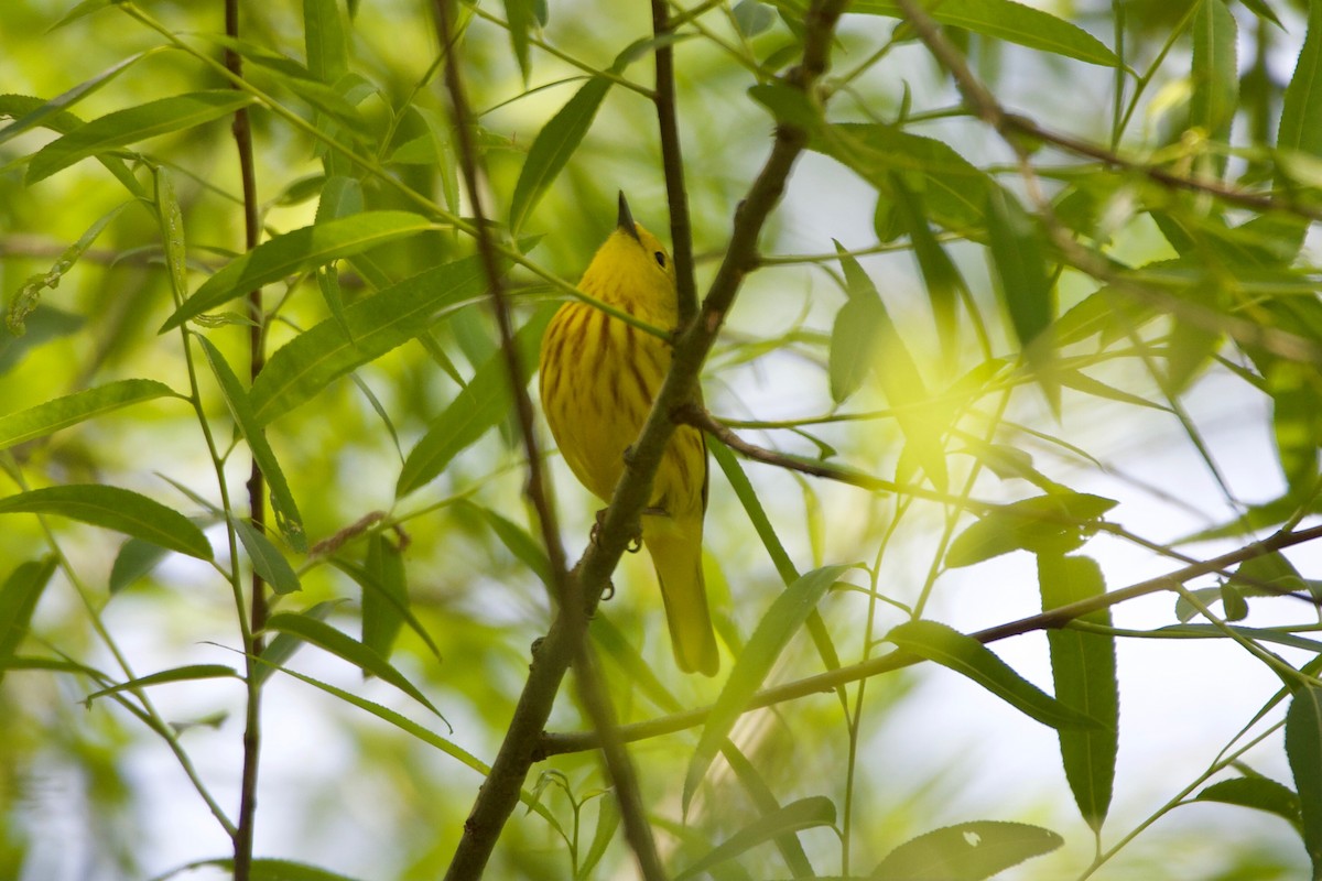 Yellow Warbler (Northern) - ML339802761