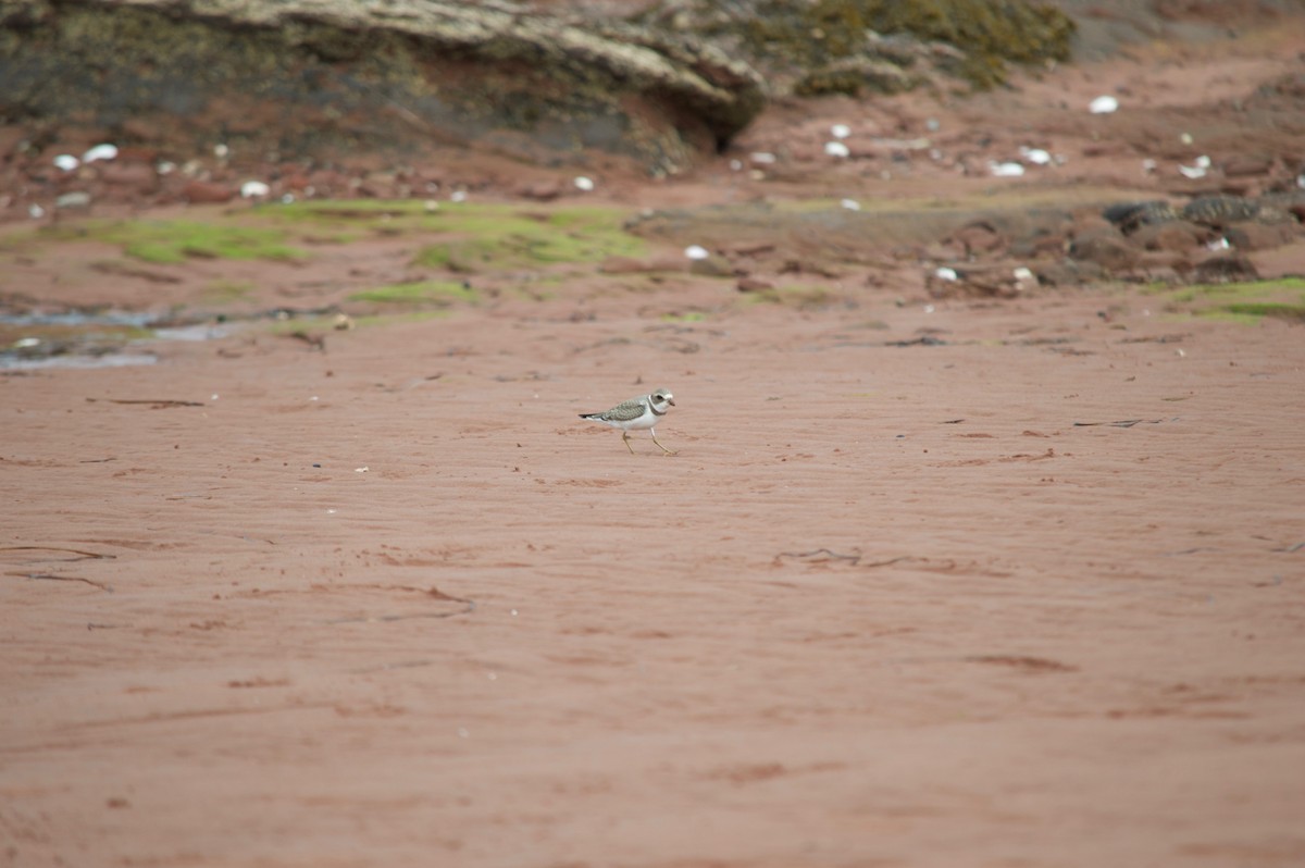 Semipalmated Plover - ML33980311