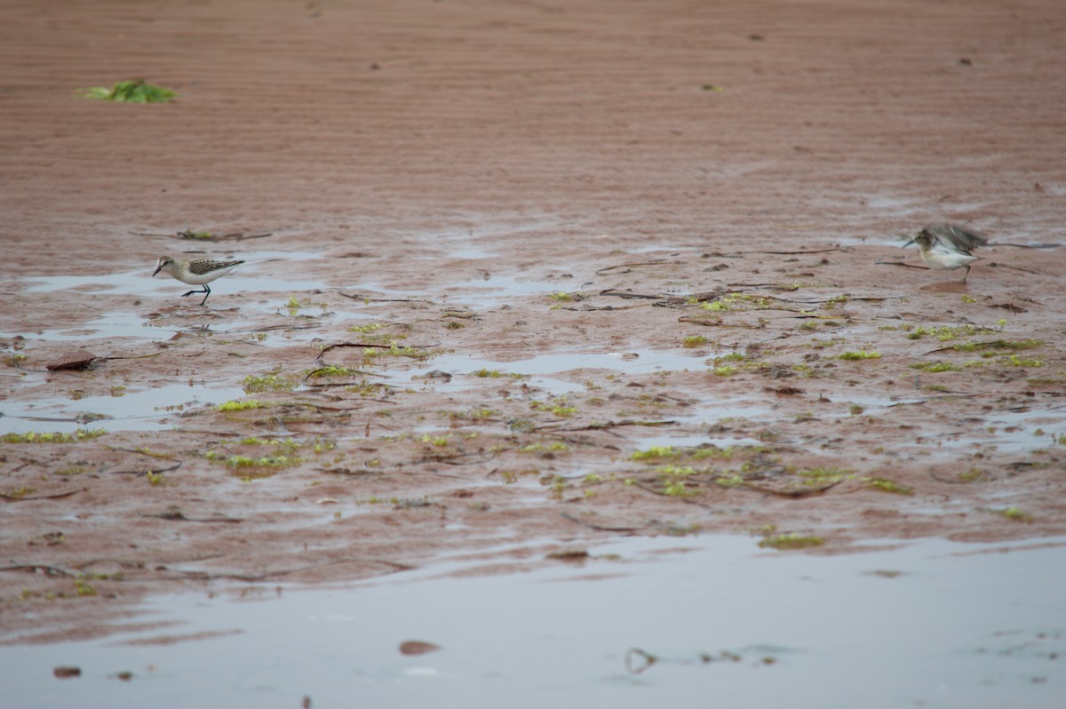 Semipalmated Sandpiper - ML33980441
