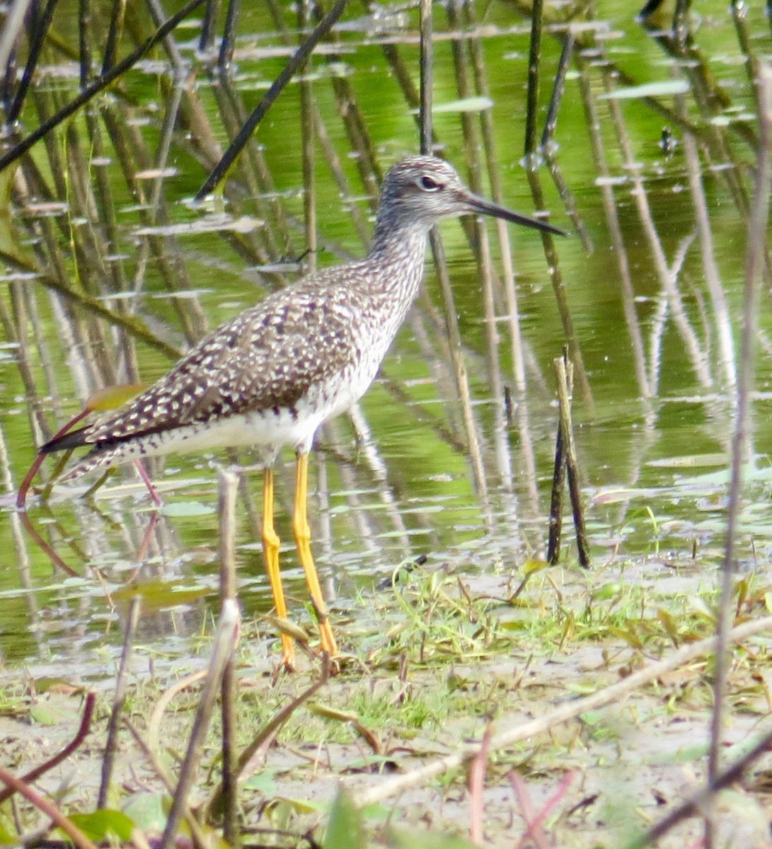 Greater Yellowlegs - ML339805551