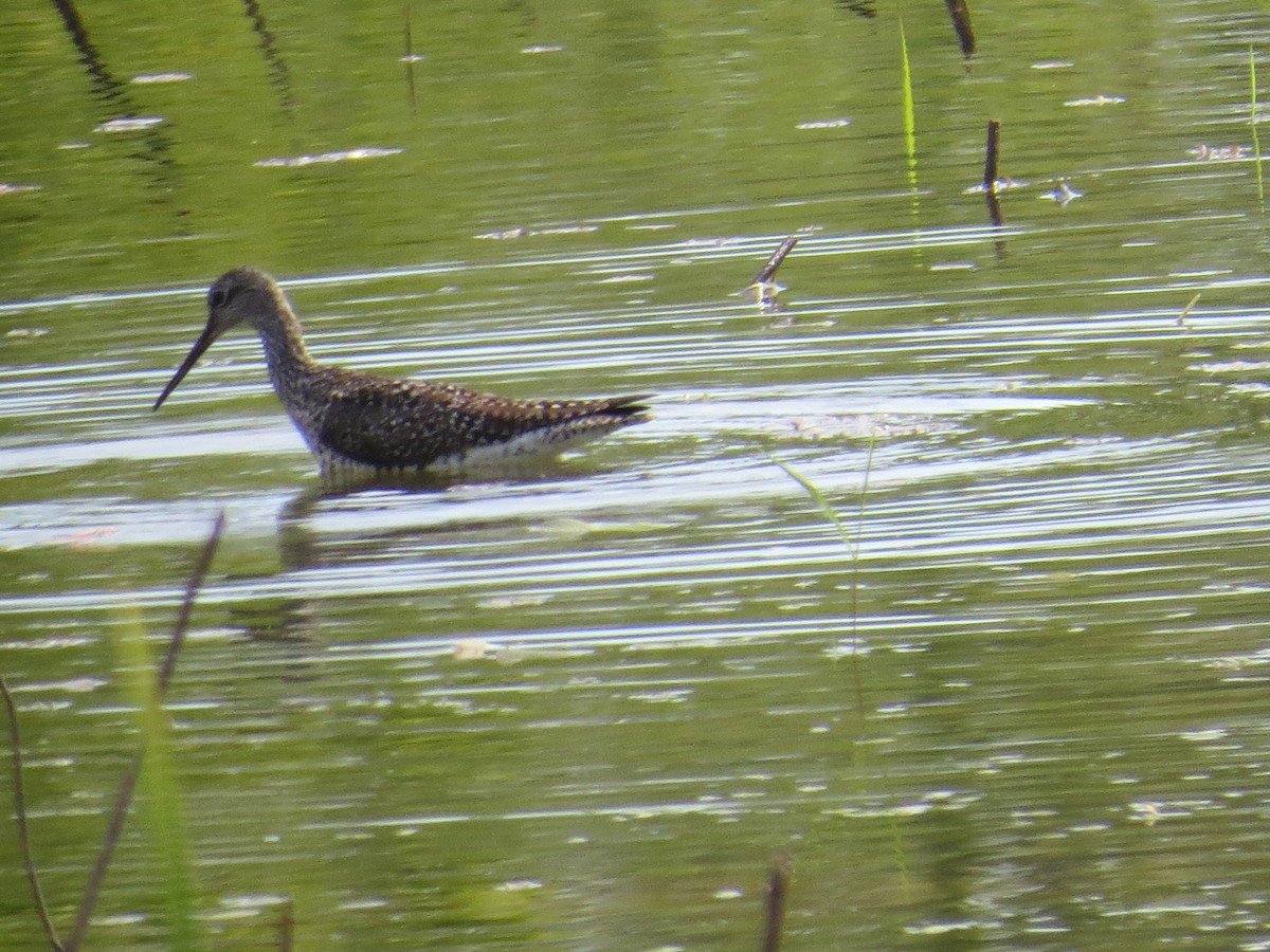 Greater Yellowlegs - ML339805591