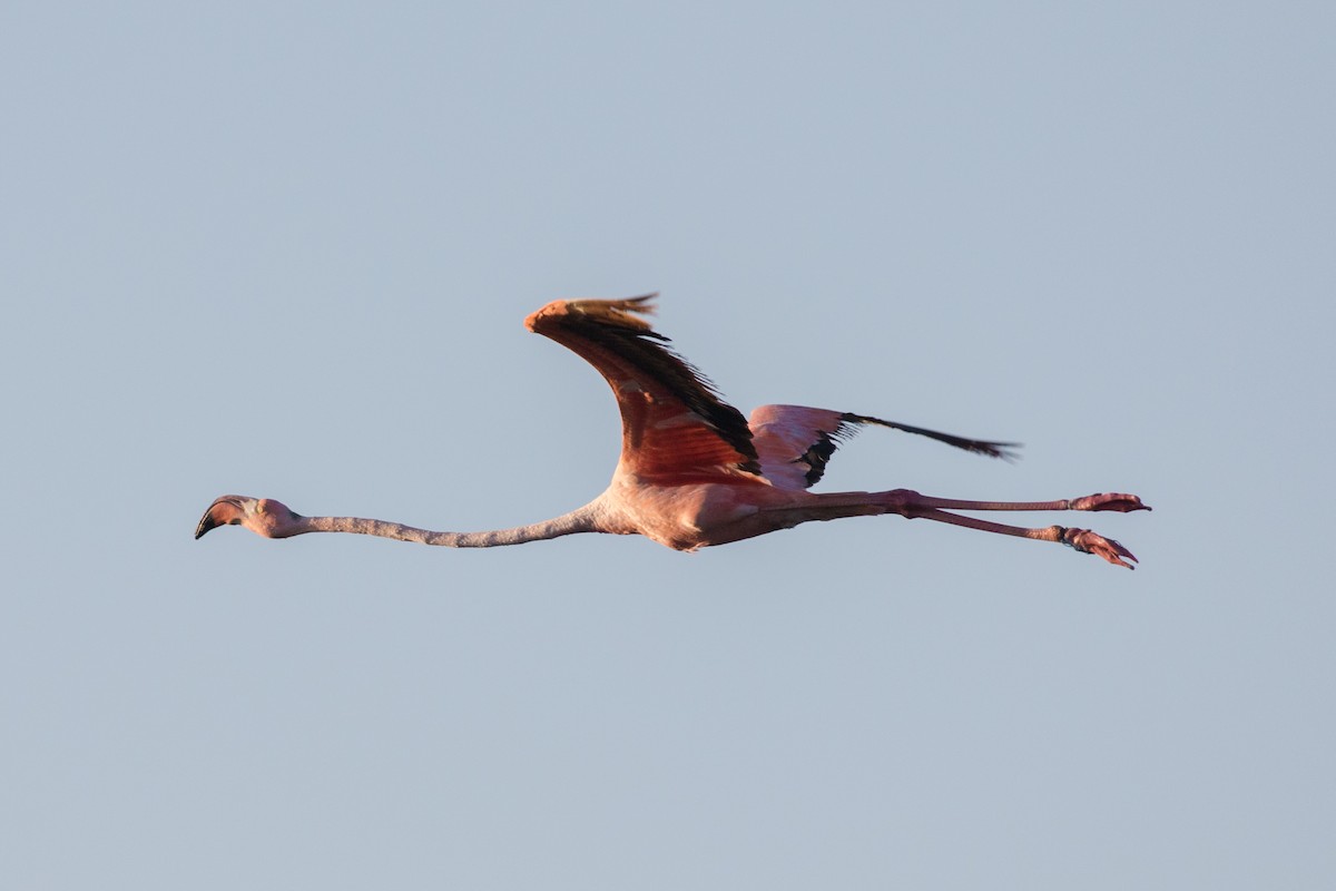 American Flamingo - Johannes Nelson