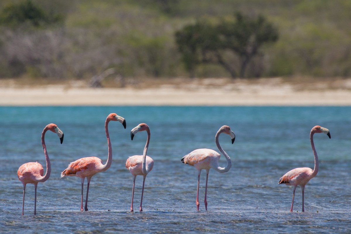 American Flamingo - Johannes Nelson