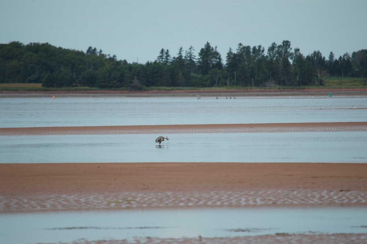 Great Blue Heron - ML33980621