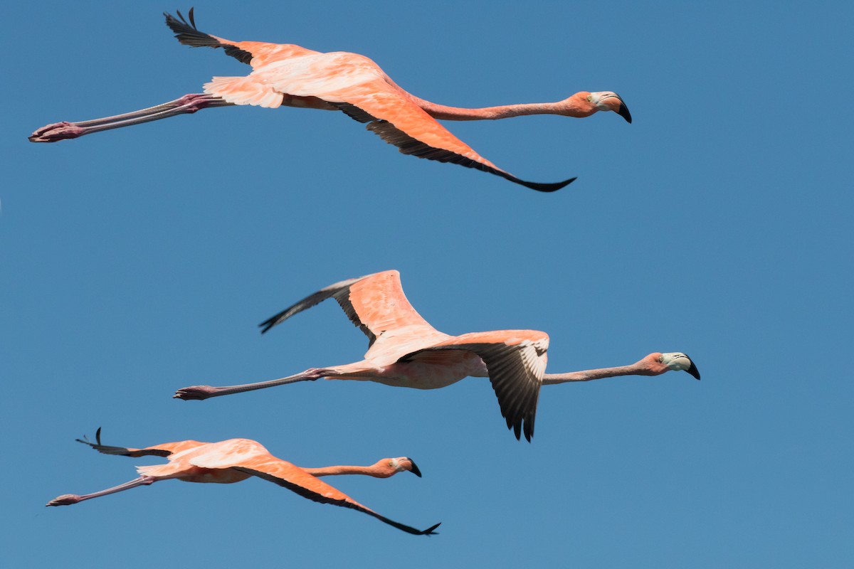 American Flamingo - Johannes Nelson