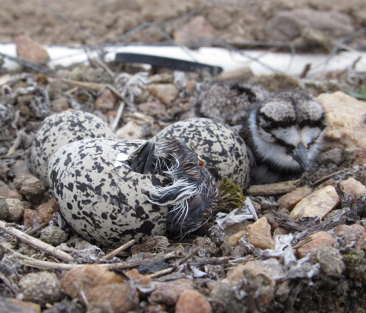 Killdeer - ML339806621