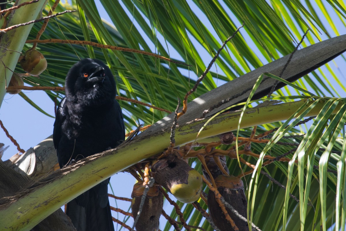 White-necked Crow - ML339806661