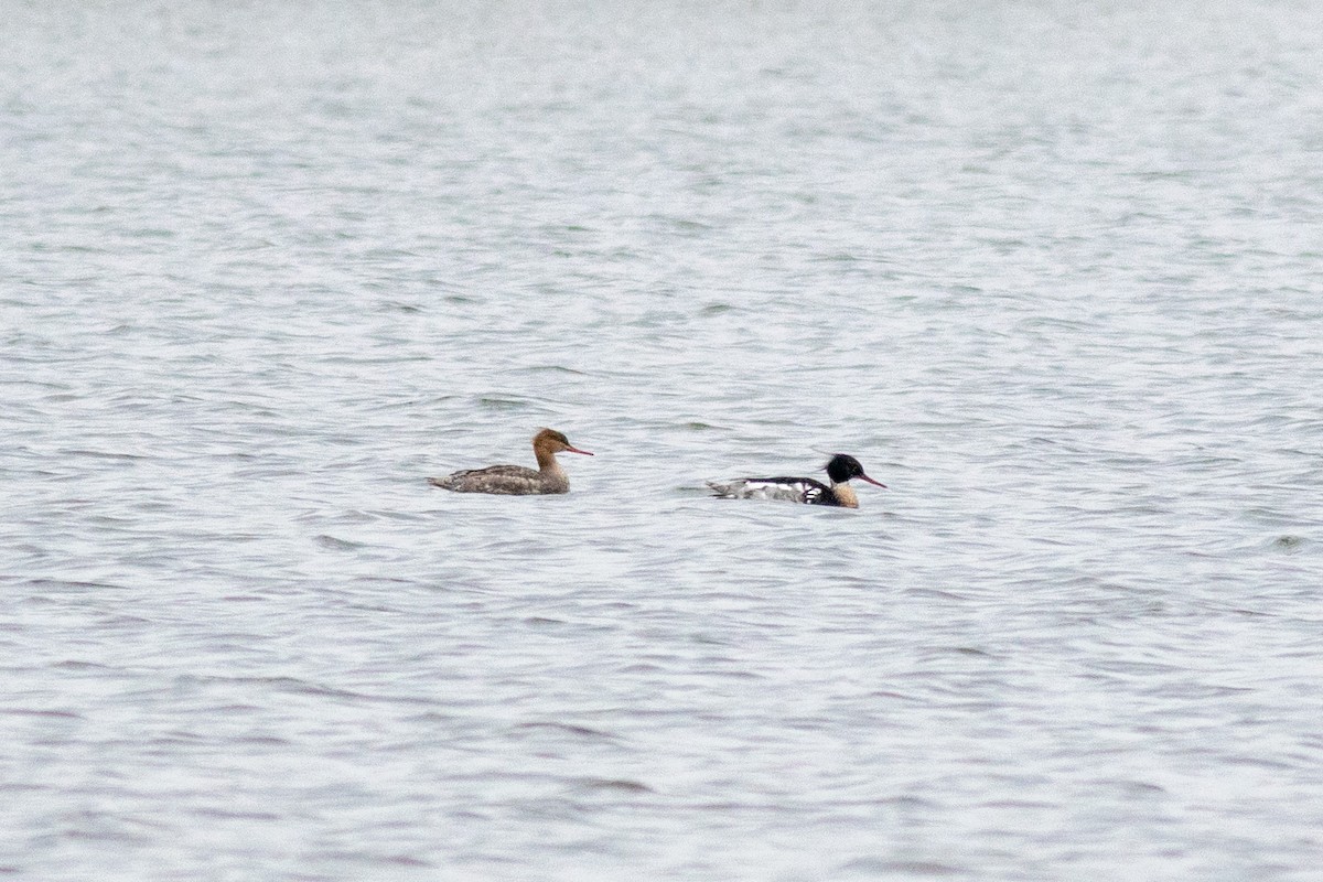 Red-breasted Merganser - ML339806691