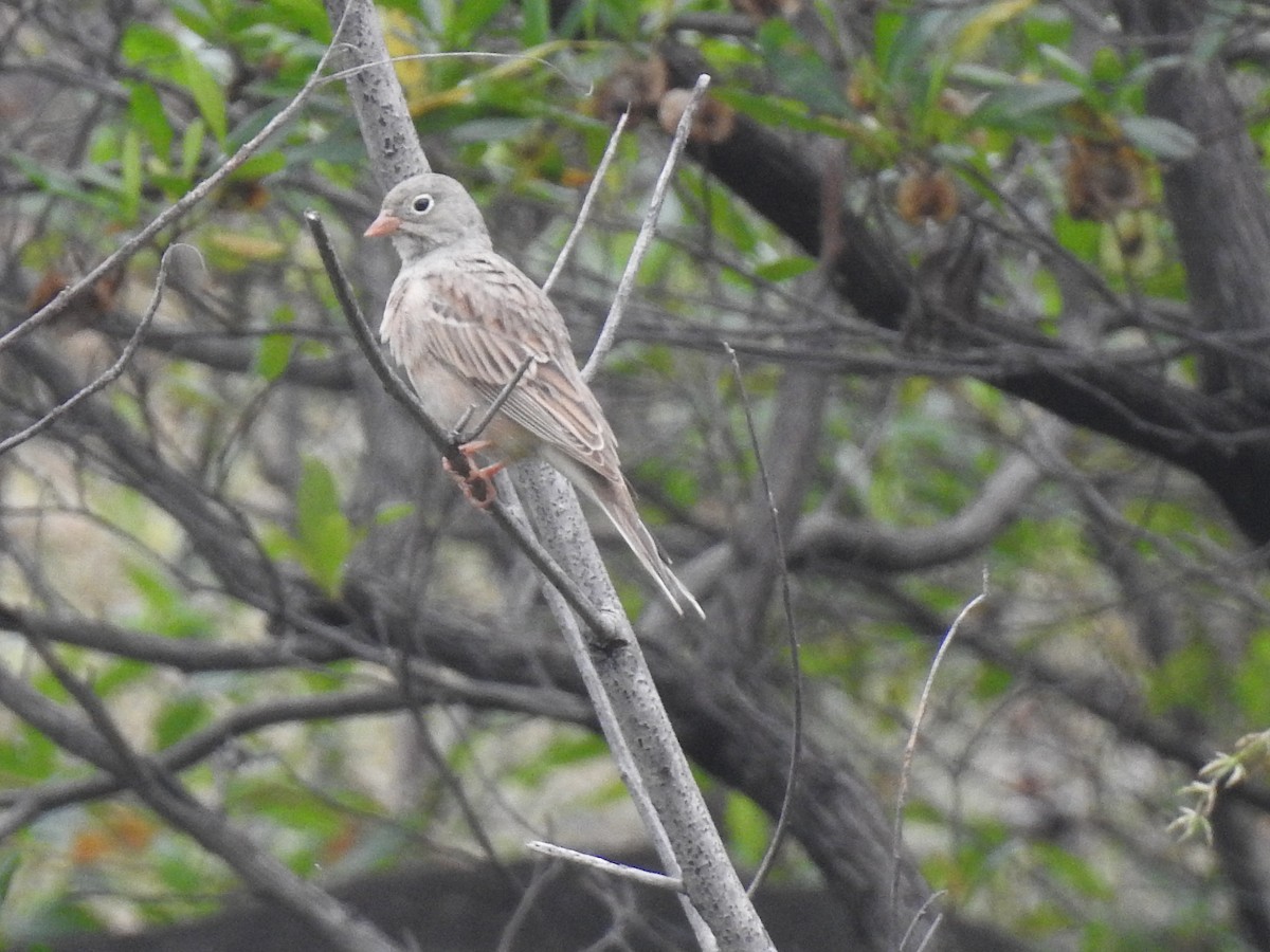 Gray-necked Bunting - Selvaganesh K