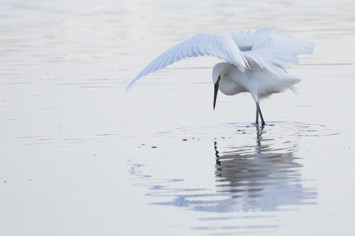 Reddish Egret - Johannes Nelson