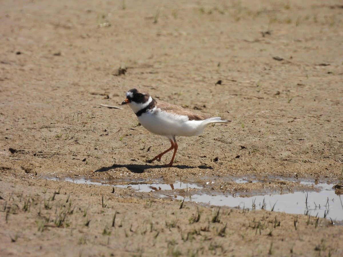 Semipalmated Plover - ML339807831