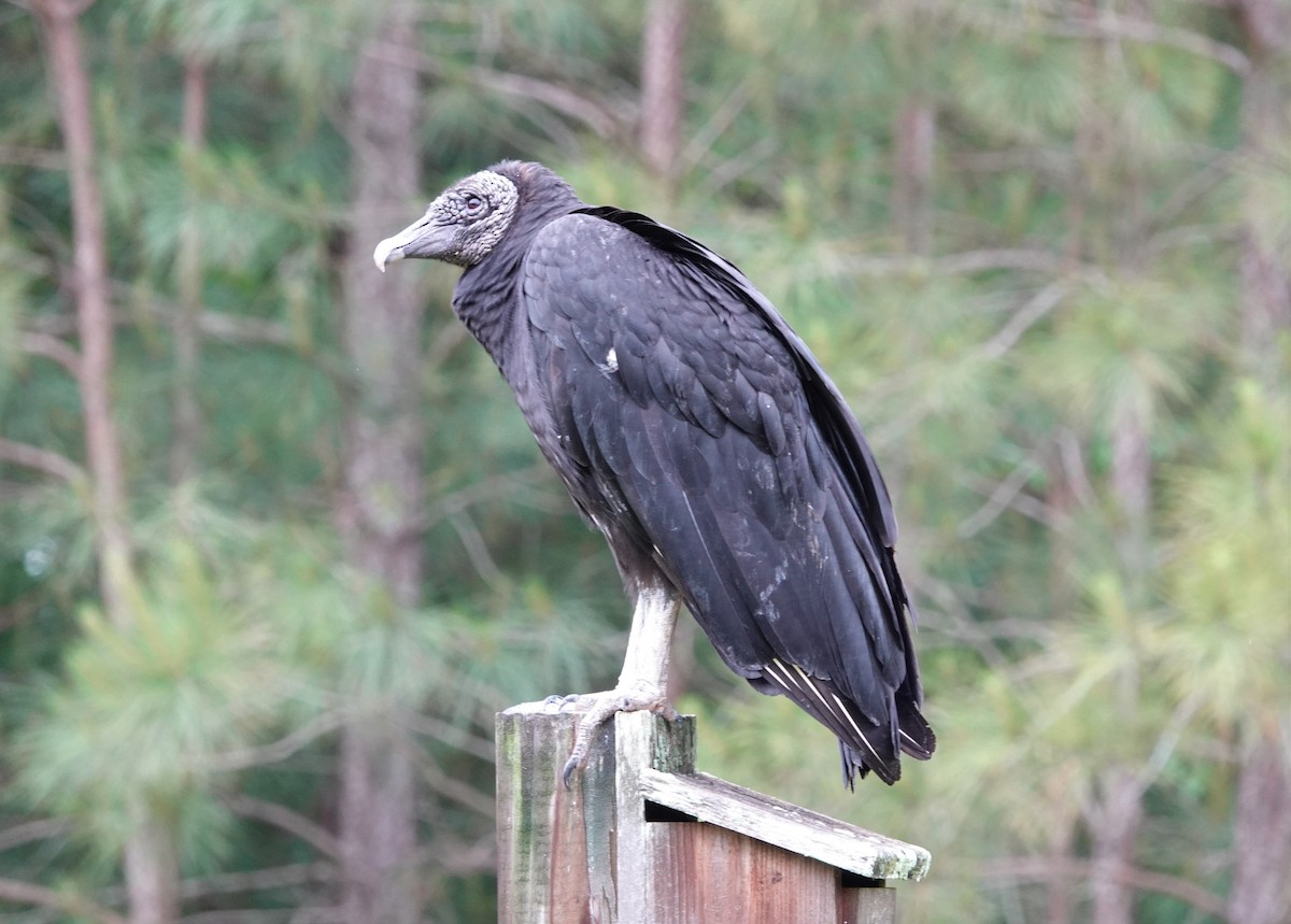 Black Vulture - ML339808821